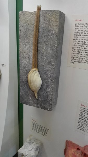 Naturhistorisches Museum  (151)